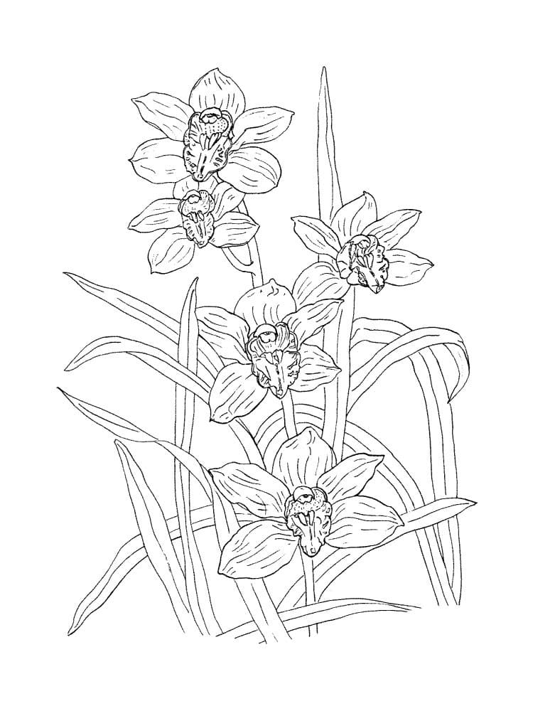 Desenho Flor Orquídea para Colorir e Pintar