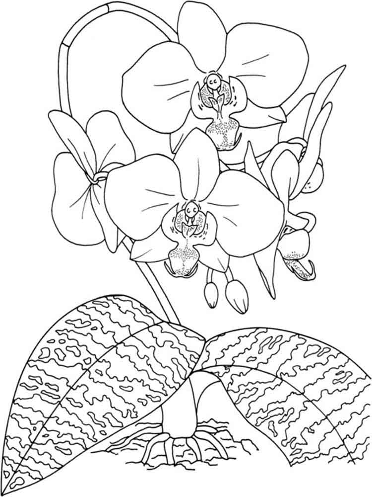 Desenho Orquídea Bonita para Colorir e Pintar