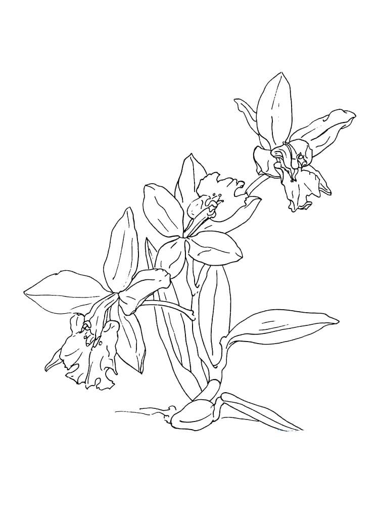 Desenho Orquídea Download Pdf para Colorir e Pintar