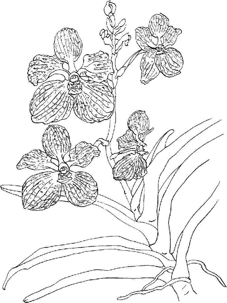 Desenho Orquídea Grátis para Colorir e Pintar