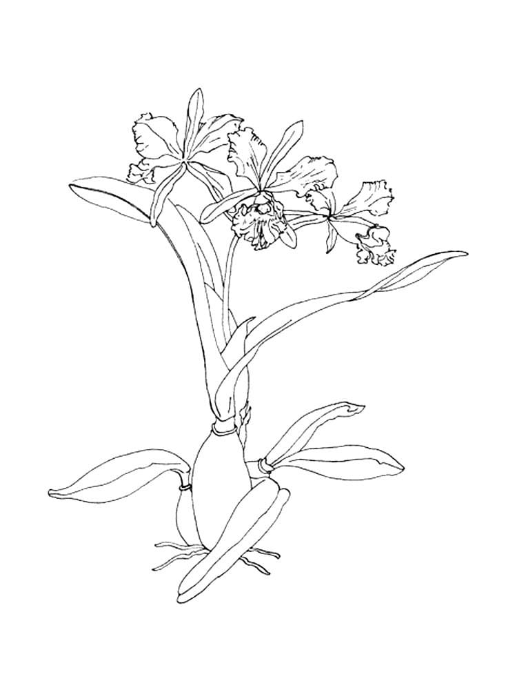 Desenho Orquídea Imprimivel para Pintar