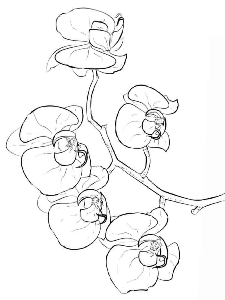 Desenho Orquídea Kawaii para Colorir e Pintar