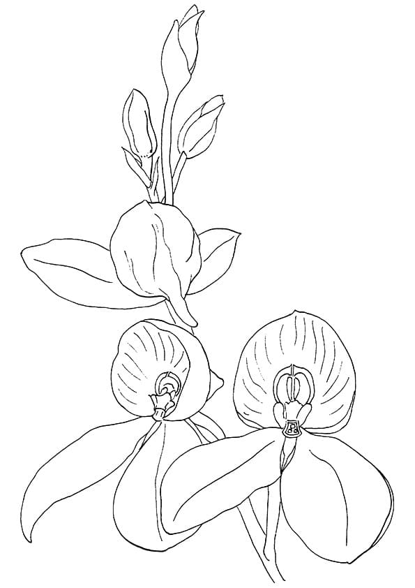 Desenho Orquídea para Colorir Download e Pintar