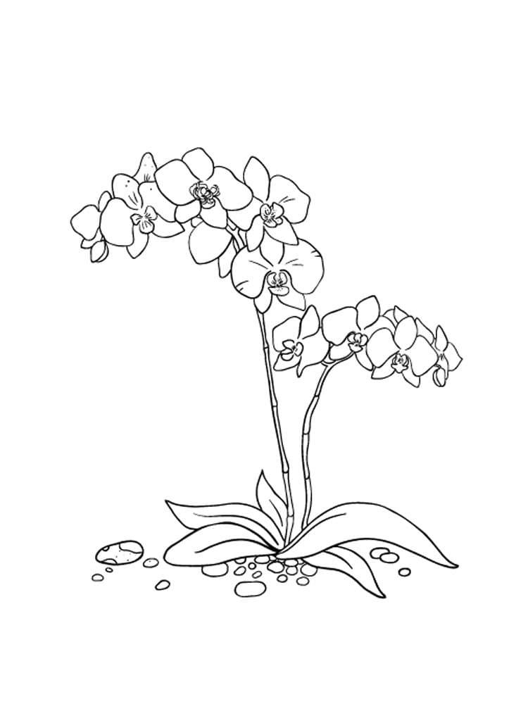 Desenho Orquídea para Colorir e Aprender e Pintar