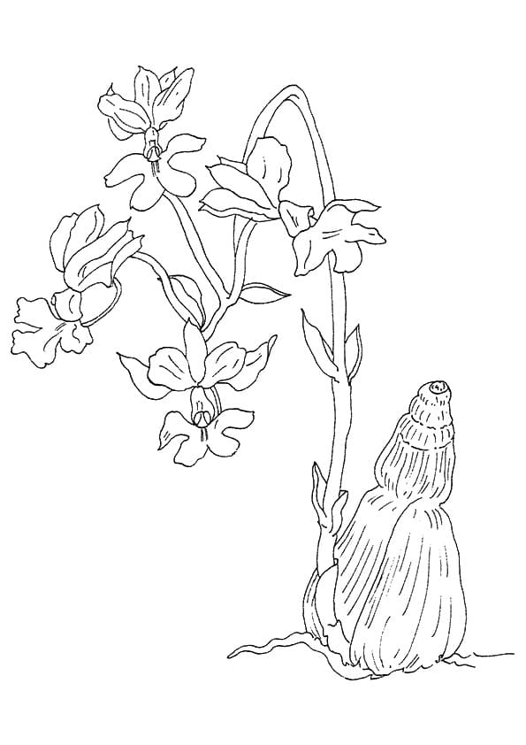 Desenho Orquídea para Colorir e Baixar e Pintar