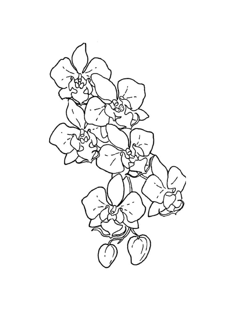 Desenho Orquídea para Colorir e Estudar e Pintar