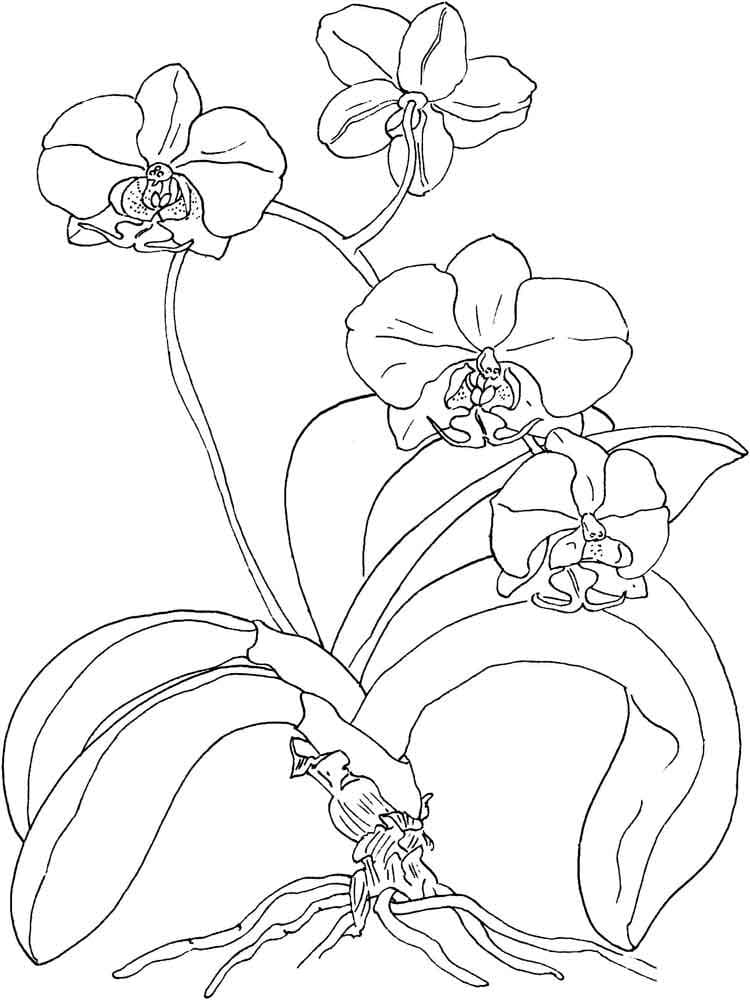 Desenho Orquídea para Colorir e Imprimir e Pintar