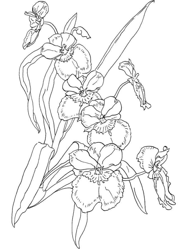 Desenho Orquídea para Colorir e Pintar
