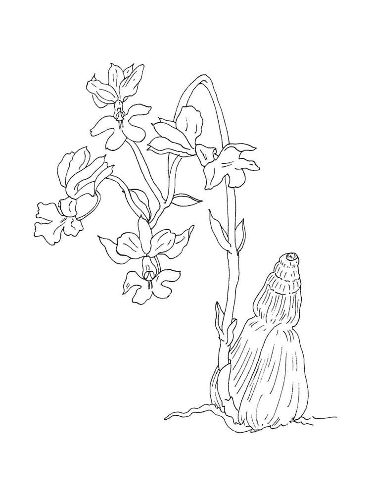 Desenho Orquídea para Colorir em Pdf e Pintar