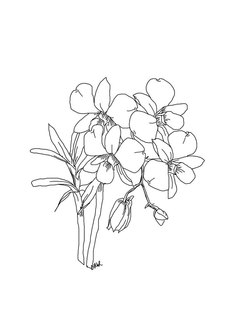 Desenho Orquídea para Colorir Giz de Cera e Pintar