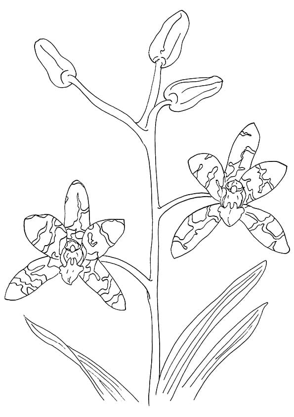 Desenho Orquídea para Colorir Imprimivel e Pintar