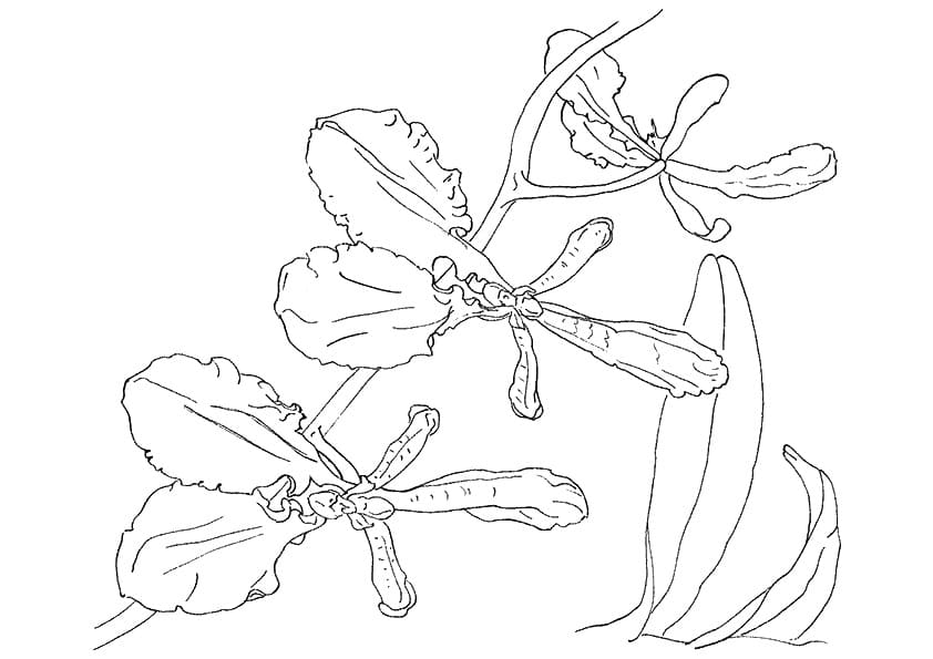 Desenho Orquídea para Colorir para Crianças e Pintar