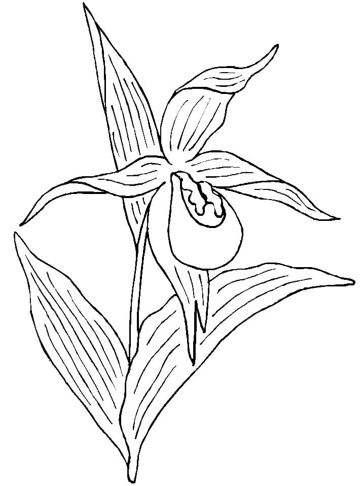 Desenho Orquídea para Colorir