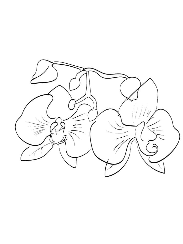 Desenho Orquídea Pdf para Imprimir e Pintar