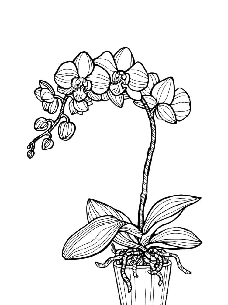 Desenho Orquídea Simples para Colorir e Pintar