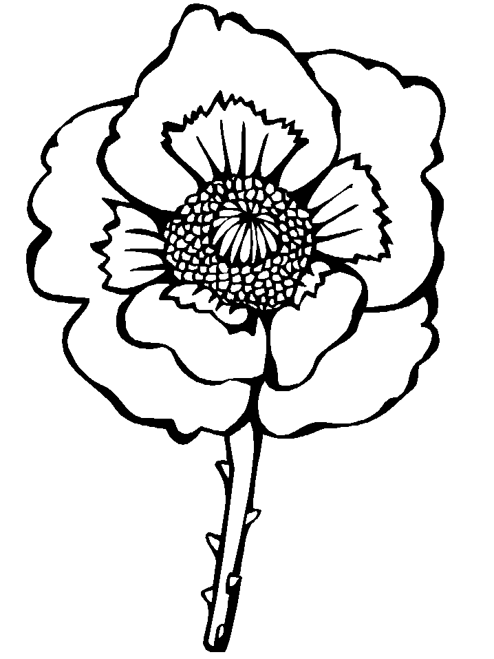 Desenho Flor da Califórnia para Imprimir e Pintar