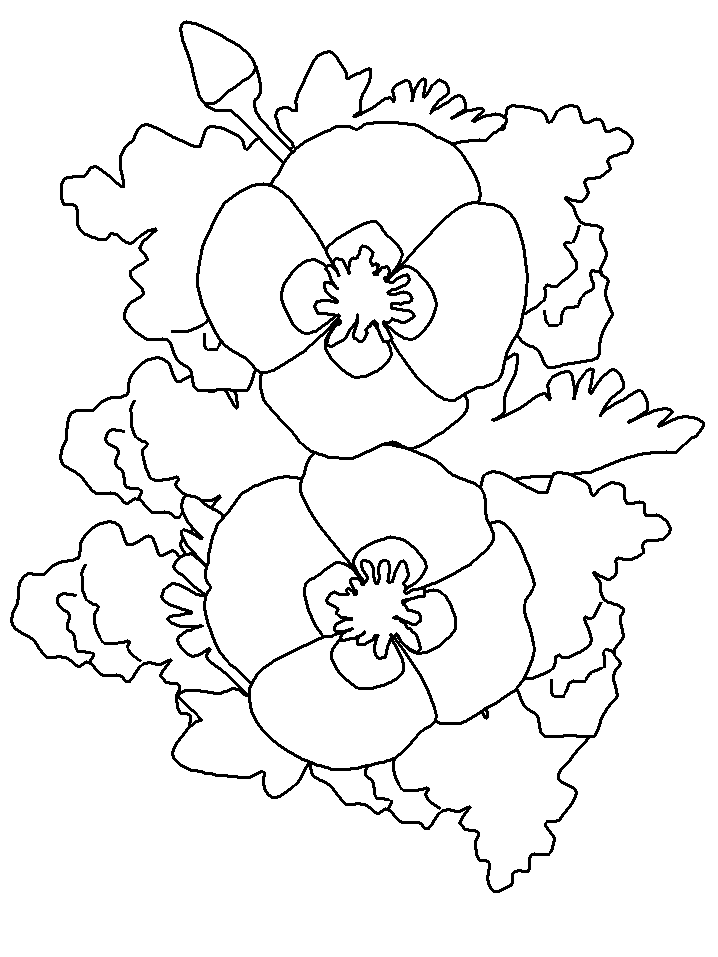 Desenho de Papoula para Colorir e Pintar