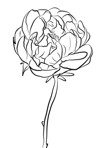 Desenho de Flor Peonia para Colorir e Pintar