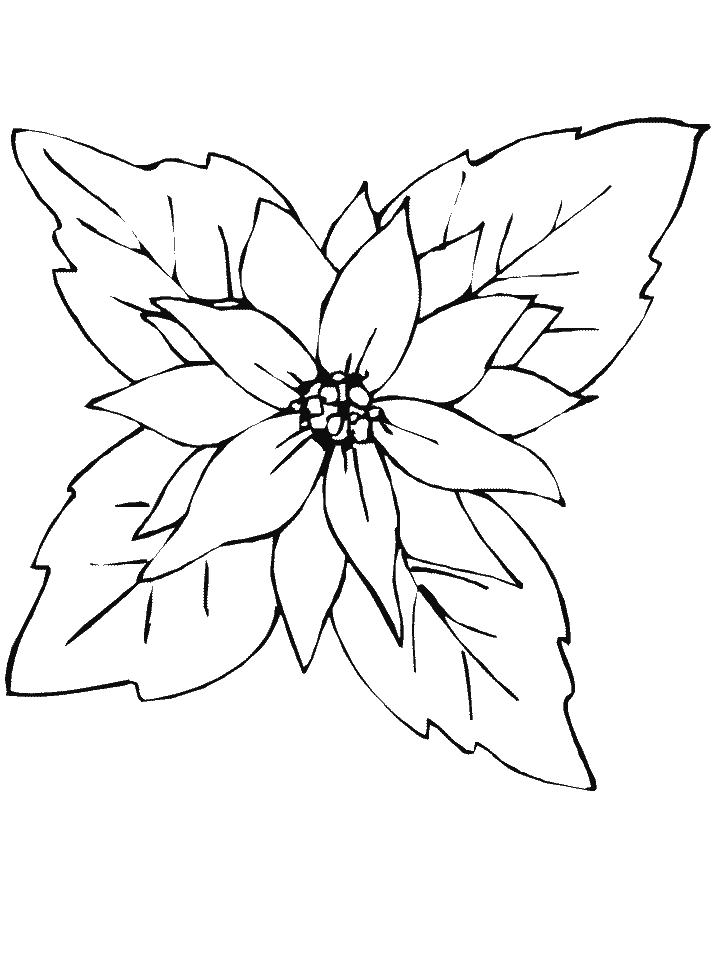 Desenho de Poinsetia para Colorir e Pintar