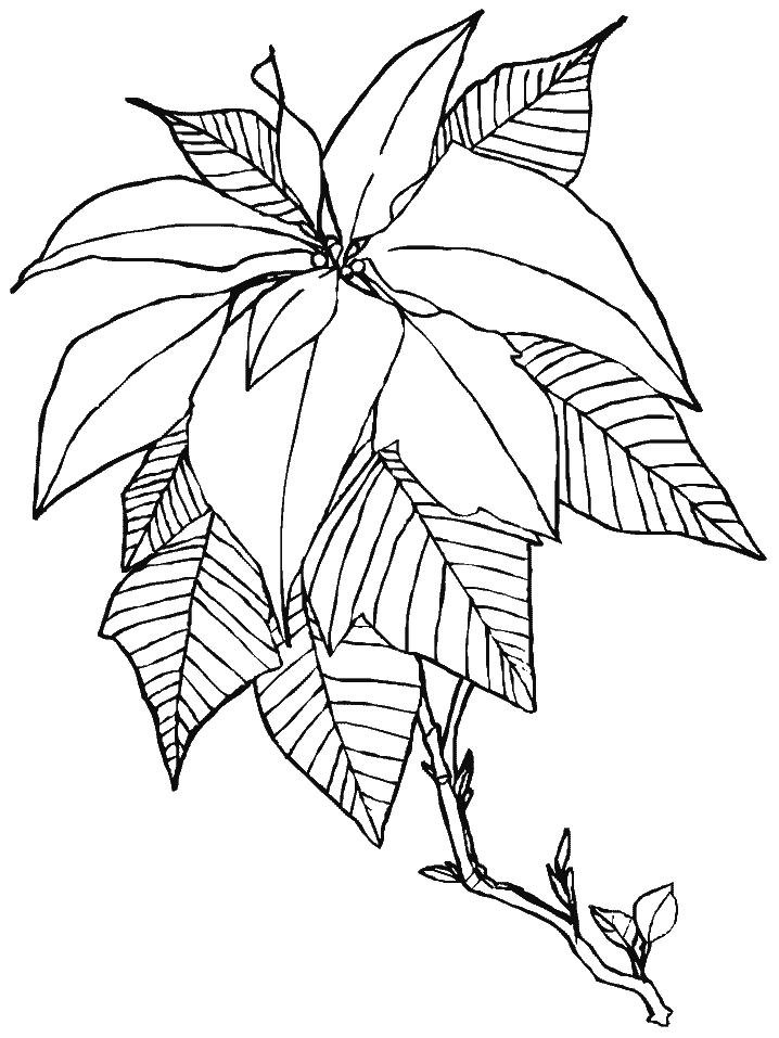 Desenho Pdf de Flor Poinsetia para Imprimir e Pintar