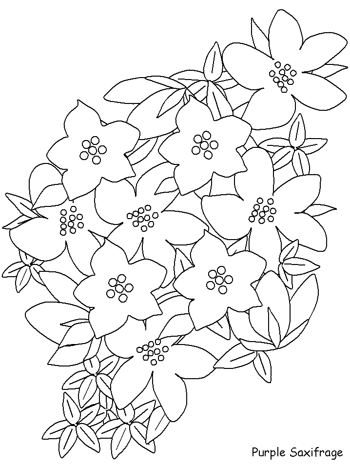 Desenho de Flor Saxifrage para Colorir e Pintar