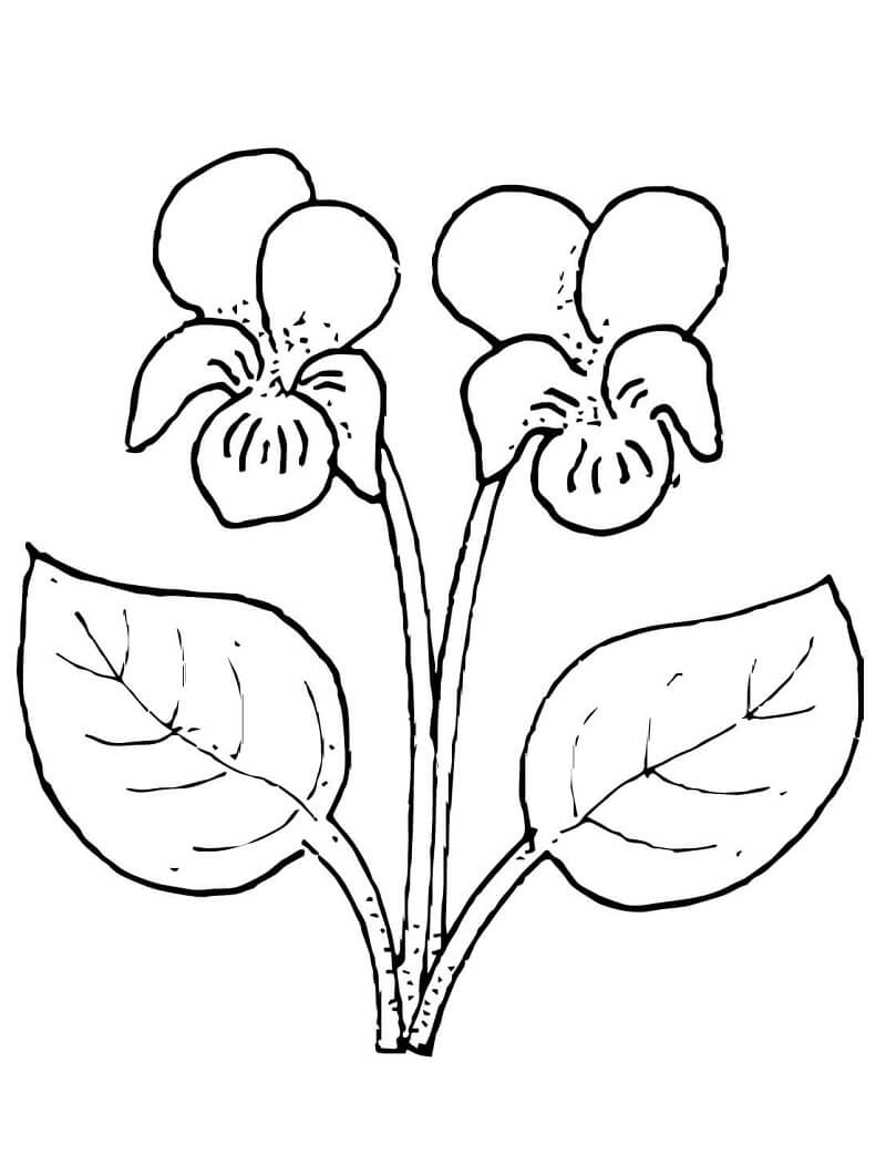 Desenho Flor Violeta para Colorir e Pintar