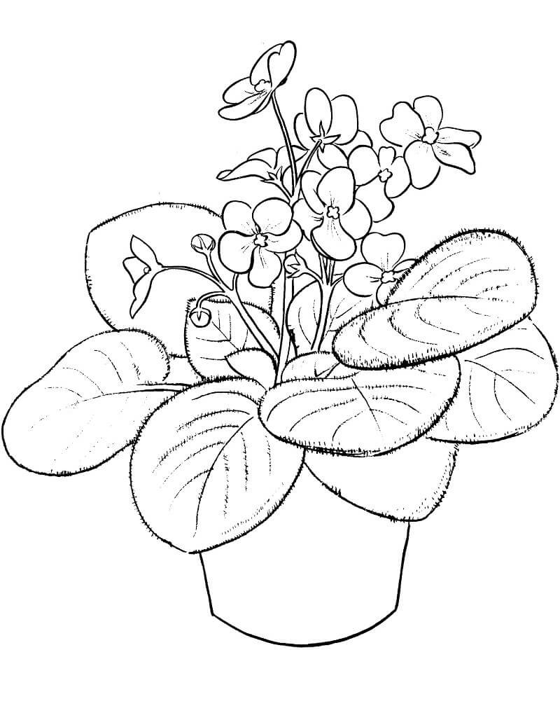 Desenho Violeta Africana para Colorir e Pintar