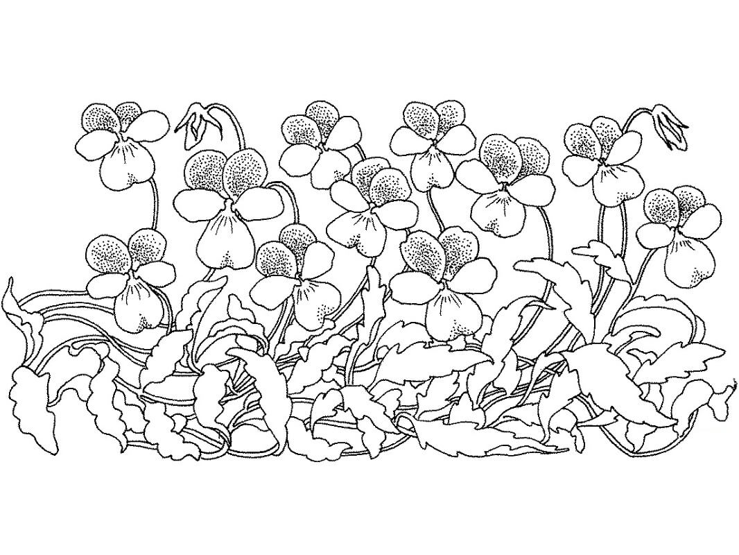 Desenho Violeta Azul para Colorir e Pintar