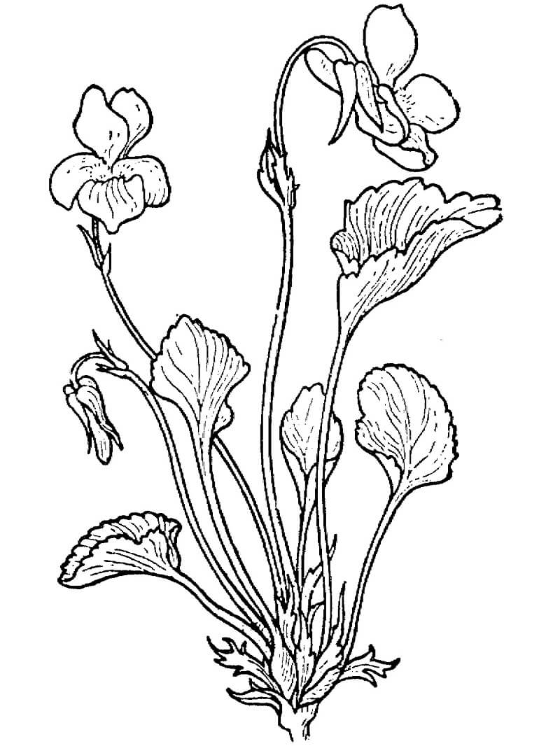 Desenho Violeta Clara da Montanha para Colorir e Pintar