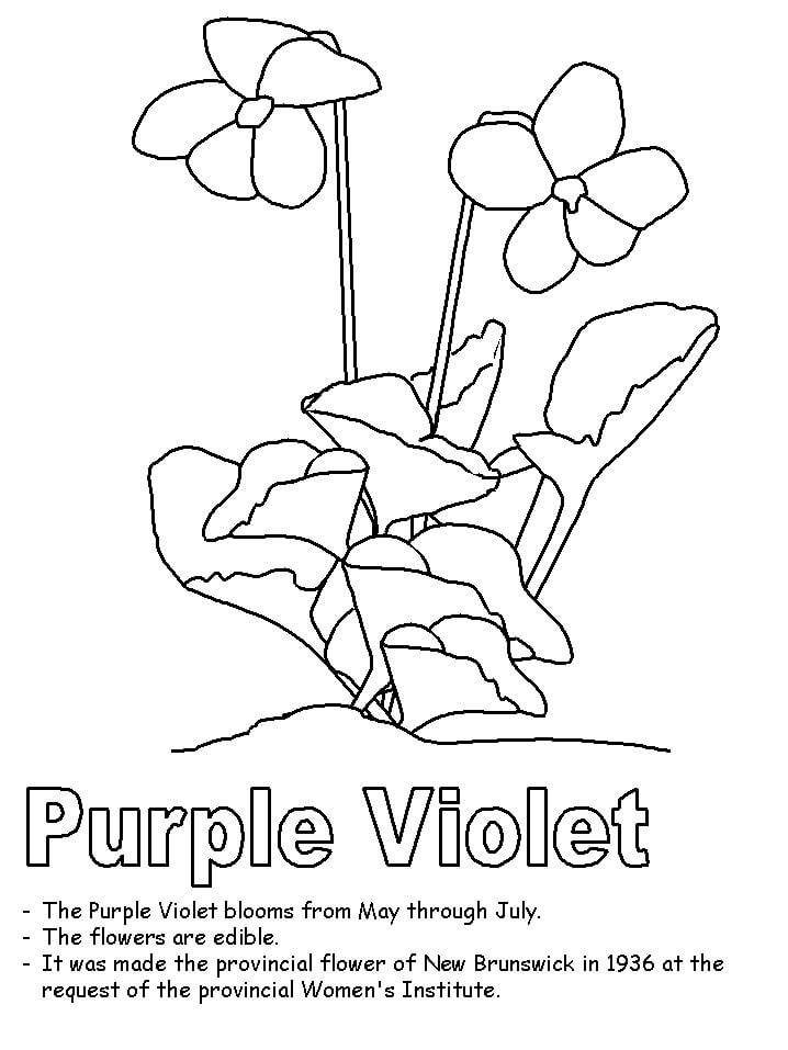 Desenho Violeta Roxa para Colorir e Pintar
