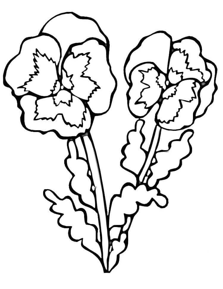 Desenho Violetas para Colorir 1 e Pintar