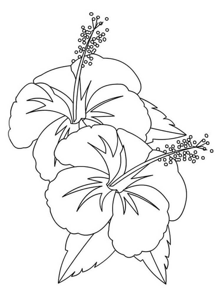 Desenho Flores de Hibisco para Colorir em Pdf e Pintar
