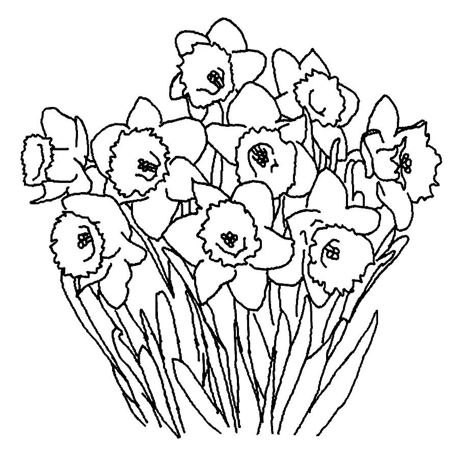 Desenho Flores de Narciso para Colorir com Giz de Cera e Pintar