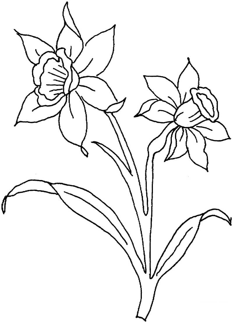 Desenho Flores de Narciso para Colorir e Pintar