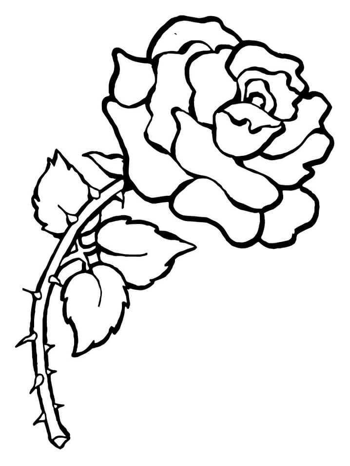 Desenho Rosa com Espinhos para Colorir e Pintar