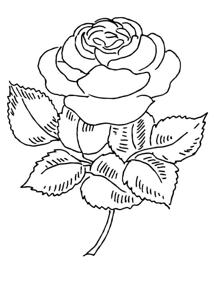 Desenho Rosa Florescendo para Colorir e Pintar
