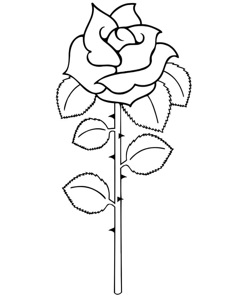 Desenho Rosa Simples para Colorir e Pintar