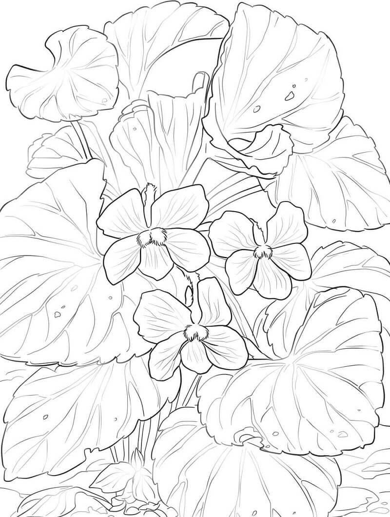 Desenho Violetas da Floresta para Colorir e Pintar