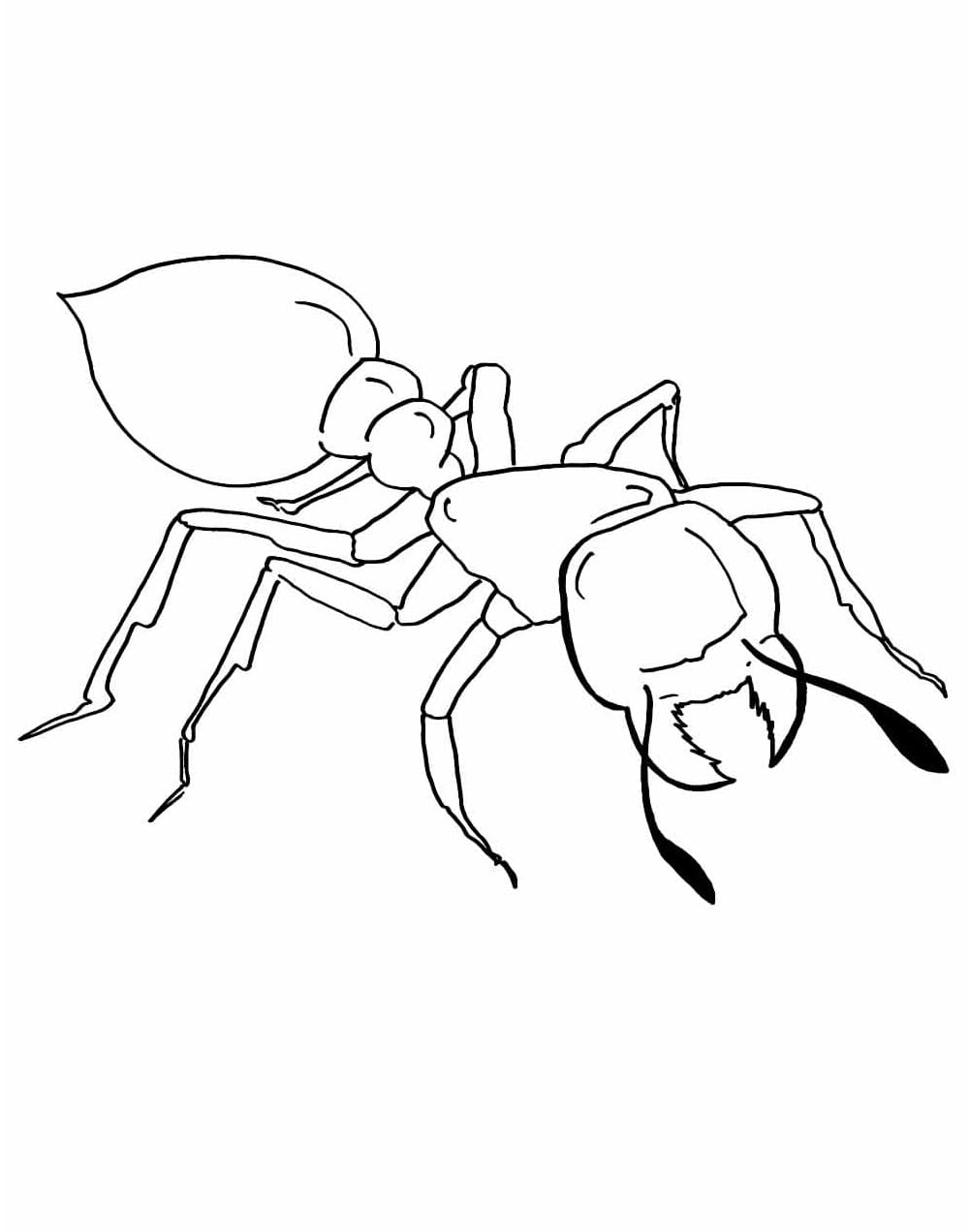 Desenho de Formigá Fácil para Colorir e Pintar