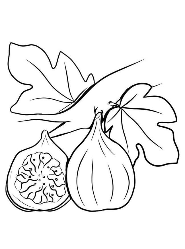 Desenho de Figo Bonito para Colorir Pdf e Pintar