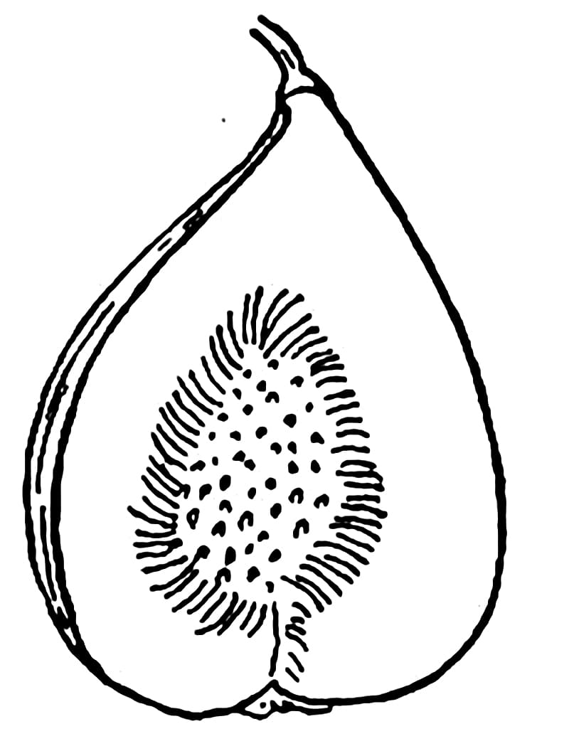 Desenho de Figo Grátis para Colorir e Pintar