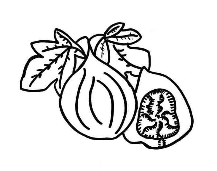 Desenho de Figo Imprimivel Download e Pintar