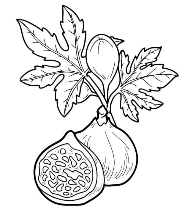 Desenho de Figo para Crianças para Colorir e Pintar