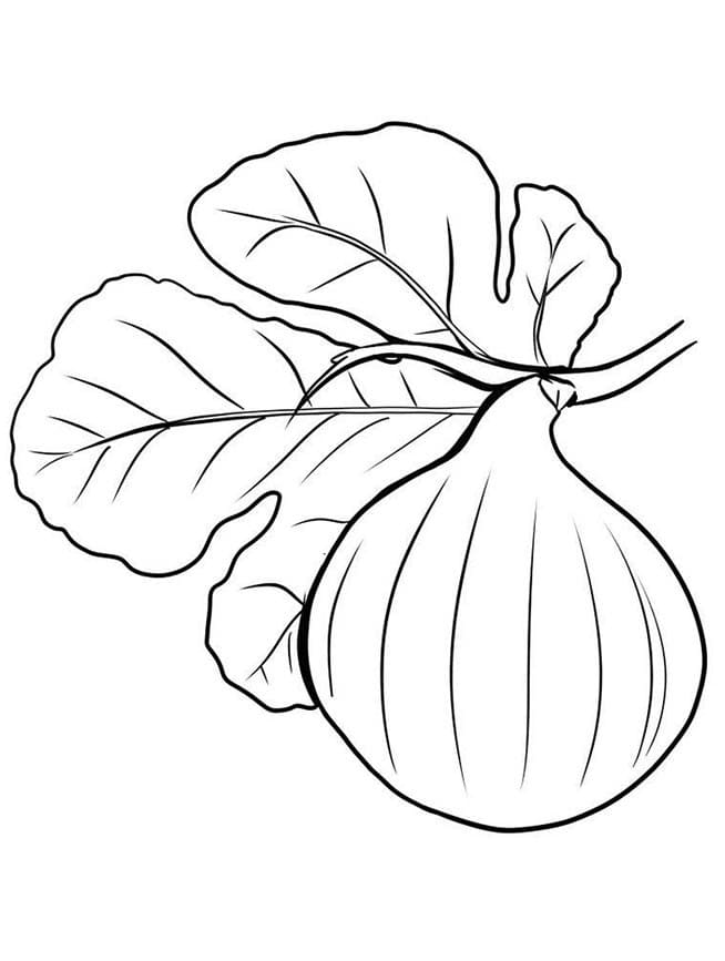 Desenho de Fruta de Figo para Colorir e Pintar