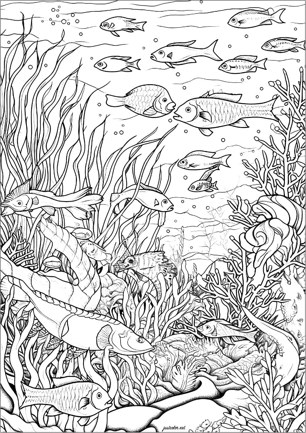 Desenho de Fundo do Mar para Crianças para Colorir e Pintar