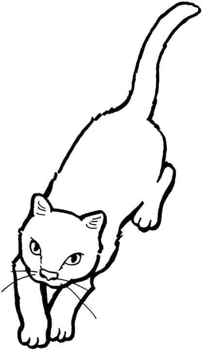 Desenho um Gato para Colorir e Pintar