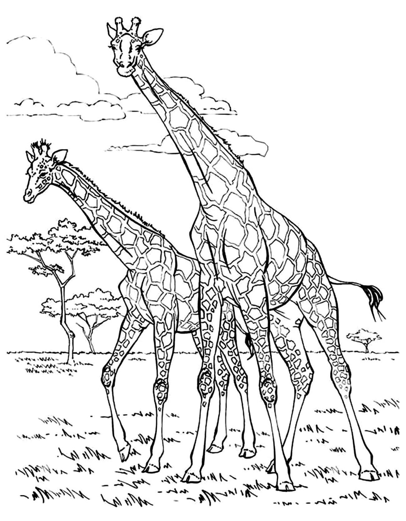 Desenho de Duas Girafas para Colorir e Pintar