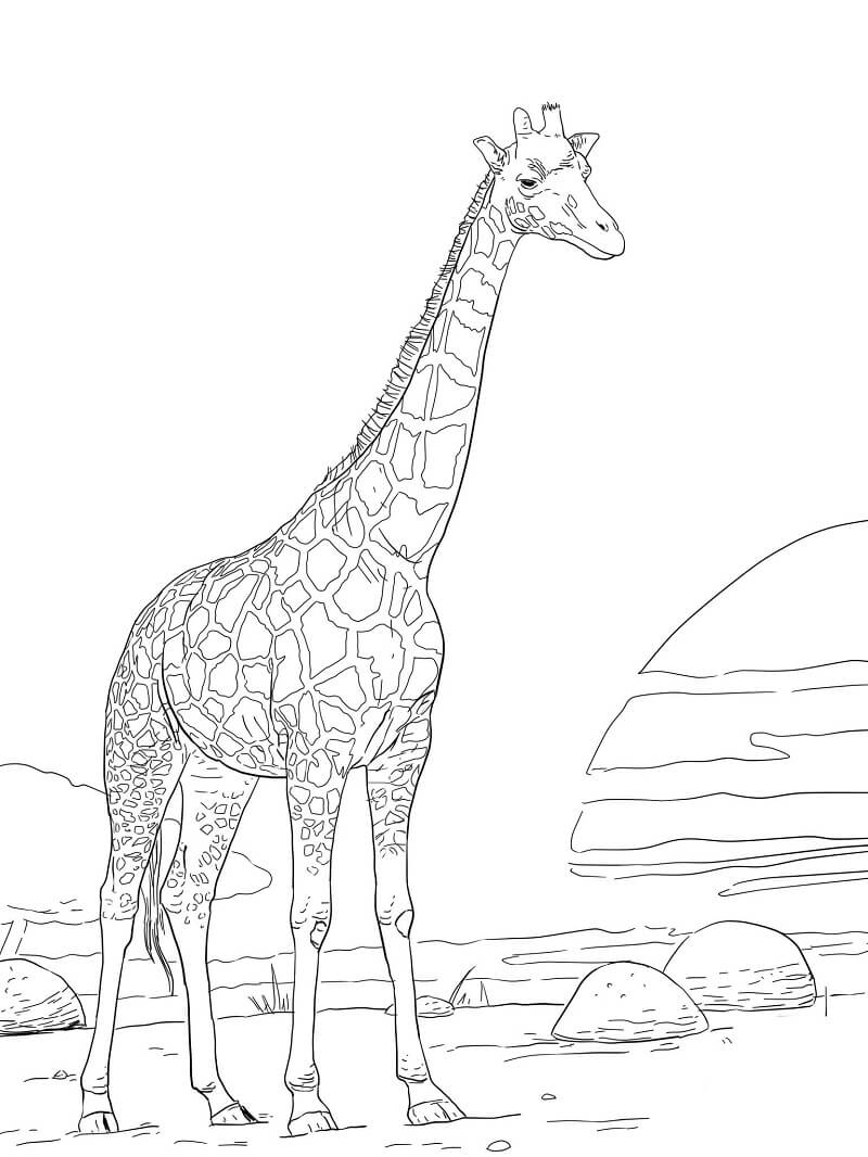 Desenho de Girafa Completá para Imprimir e Pintar
