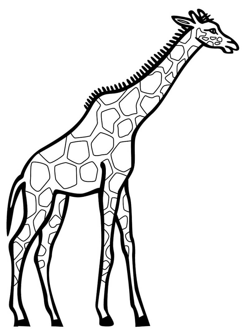 Desenho de Girafa Detalhada para Colorir e Pintar