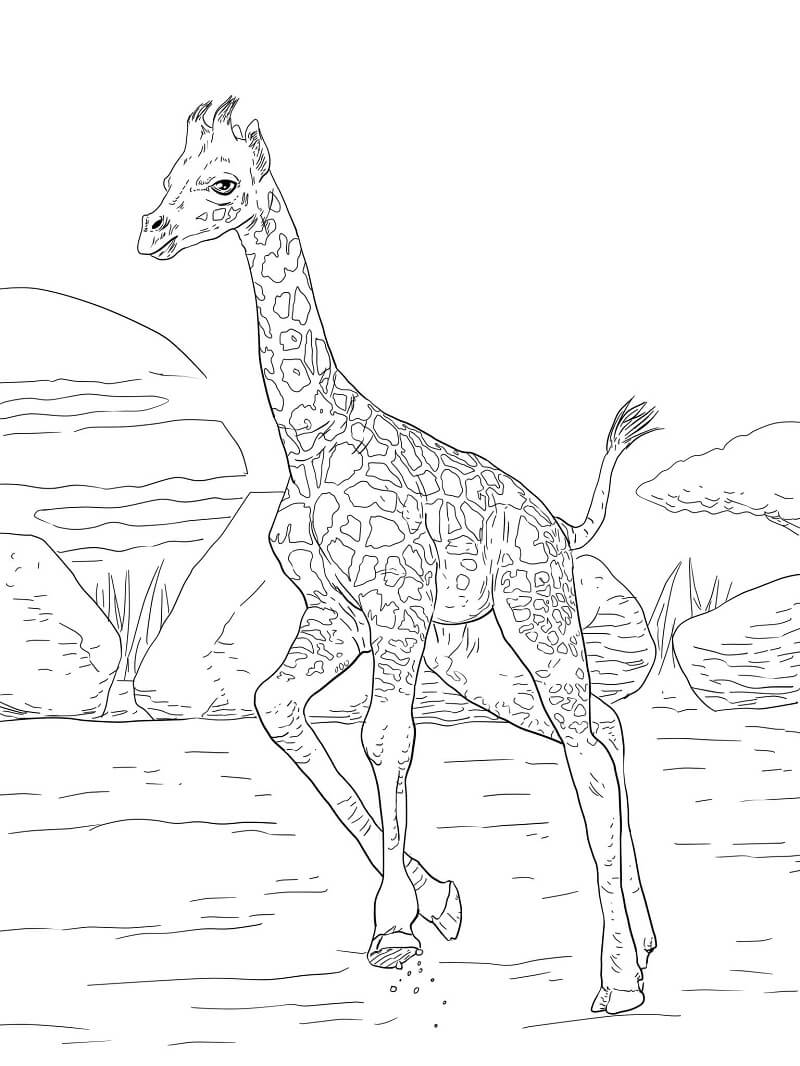 Desenho de Girafa e Filhote para Colorir Pdf e Pintar